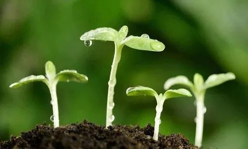 雨水养生防寒养脾正当时,雨水节气养肝最佳方法