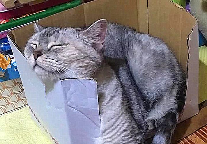 猫咪肥厚性心脏病多久可以恢复,猫咪心脏病一天不吃药有没有关系