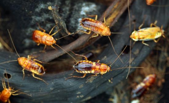 家用灭蟑螂的小妙招最有效的方法,教你居家灭蟑螂好方法