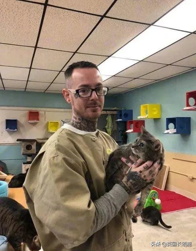 羊驼治愈案例,动物治愈焦虑