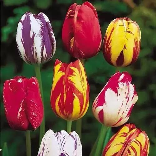 十大天价植物种子,十大顶级名贵植物