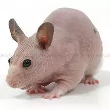 仓鼠的种类及图片大全,加卡利亚仓鼠和叙利亚仓鼠