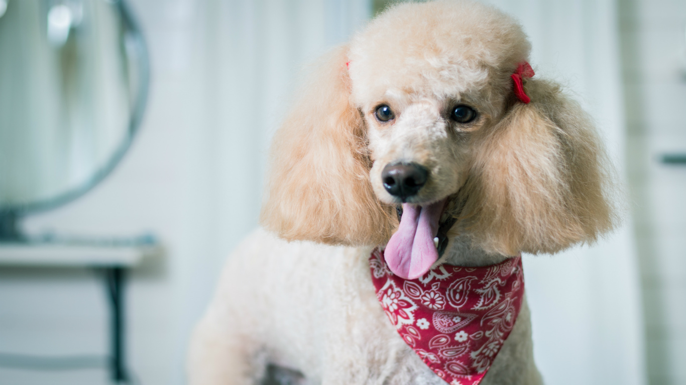 狗狗16种过敏原,16种狗品种