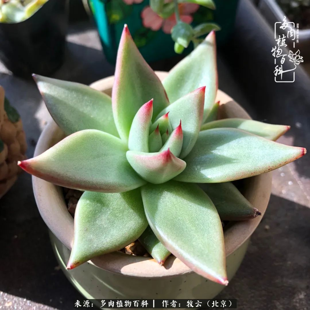 多肉植物生活,多肉生活充满诗意