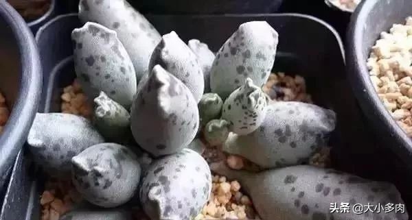 水泡海豹和粉海豹,水泡海豹种类大全大图