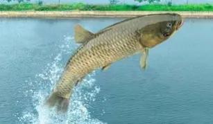 钓草鱼和钓鲢鳙哪个容易点,钓草鱼和钓青鱼的区别图片