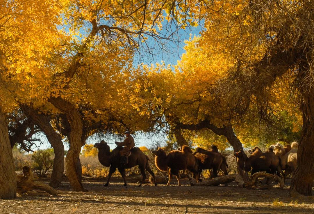 成都到额济纳胡杨林自驾旅游攻略,自驾胡杨林额济纳旗开什么车