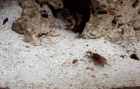 拳王二秒打出12拳,拳王一秒打五拳