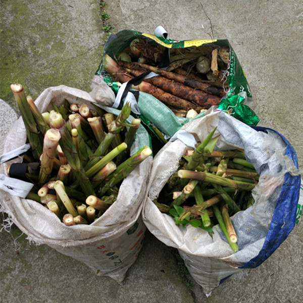 竹笋焯水后晒几成干放冰冻最好,莴笋笋干怎么晾晒