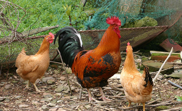 鸡拉血水怎么治疗,鸡拉血怎么治疗最快偏方