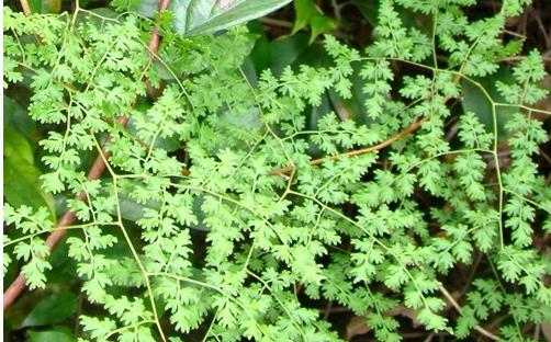 整合——28种青草药,赶快收藏备用!