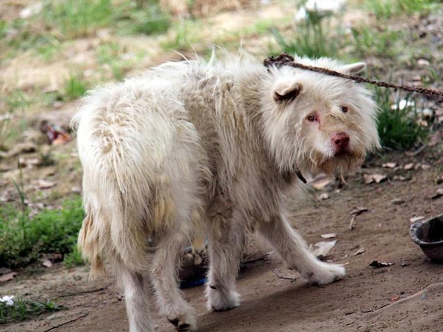 狗狗长期吃鱼饲料会怎么样,狗狗只吃肉和狗粮对身体好吗