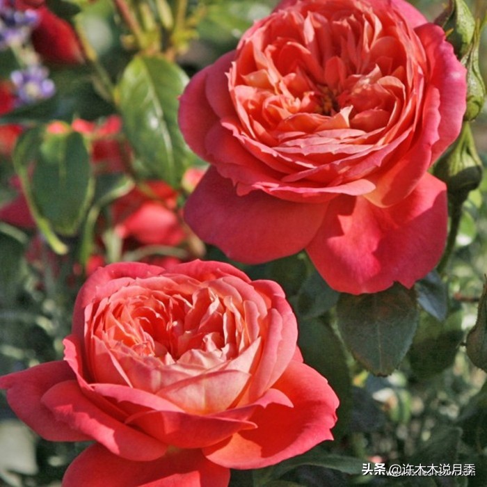 前一段时间买的月季不开花怎么办,月季不开花怎么区分开花颜色