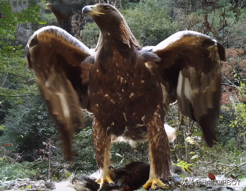 金雕捕食世界第一大鹰,金雕打得过老虎