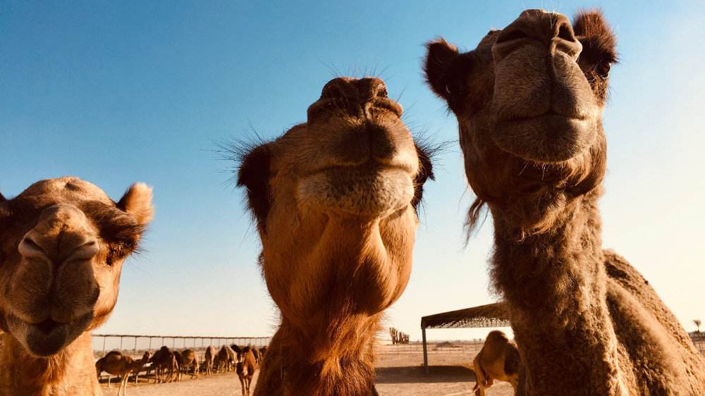 迪拜哪些值得买,迪拜购物必买清单及攻略