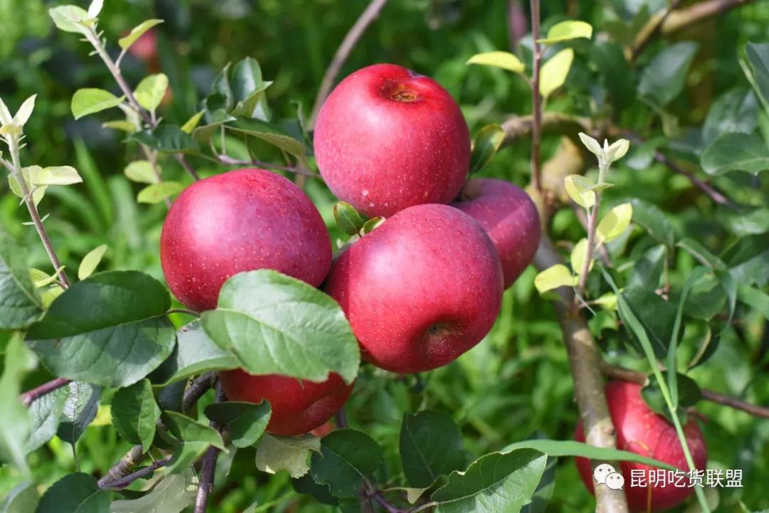 自驾29分钟到，昆明边大片红将军成熟可摘，1口糖心甜蜜又多汁