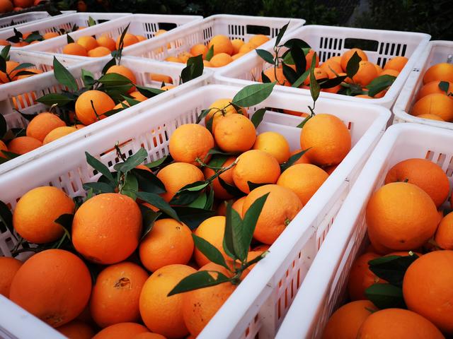 秭归一年四季都有哪些橙子,秭归悬崖上的橙子