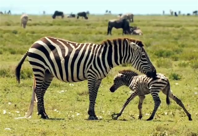 母狮抓住小斑马老斑马见死不救,母狮独自将斑马赶进狮群包围圈
