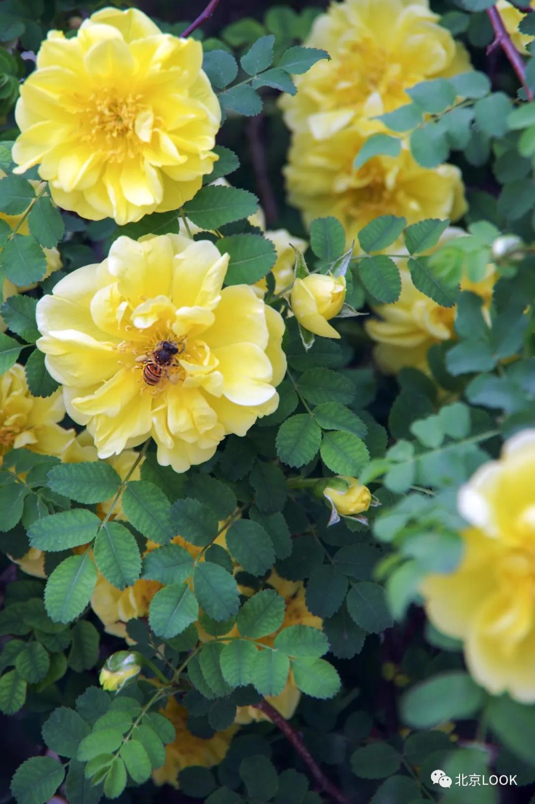 北京常见的动物有哪些,北京市郊常见动物