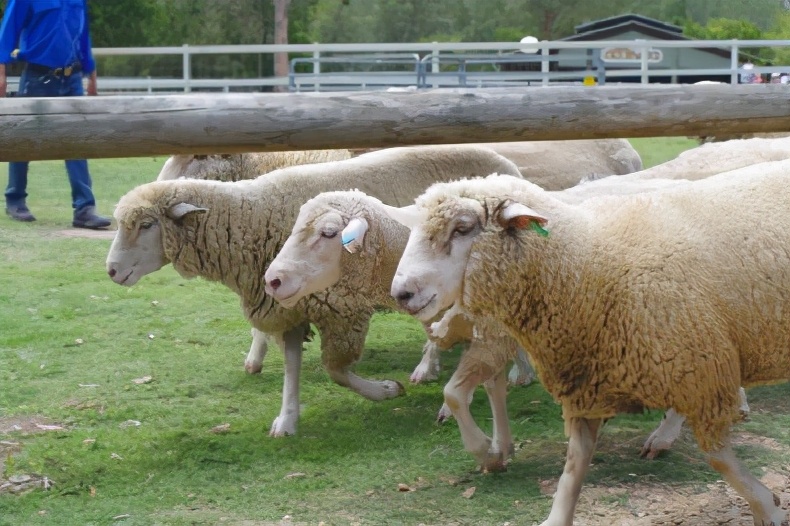 治沙对策和措施,治沙的最好办法
