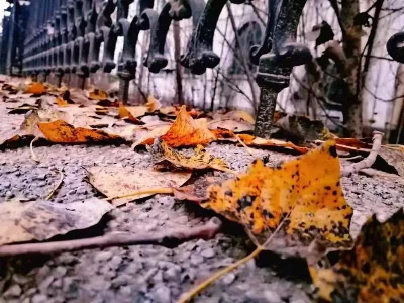 辽宁中医药大学杏林学院规模,辽宁中医学院杏林学院的排名