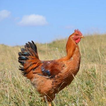 养殖生态鸡致富新路子,散养蛋鸡致富经