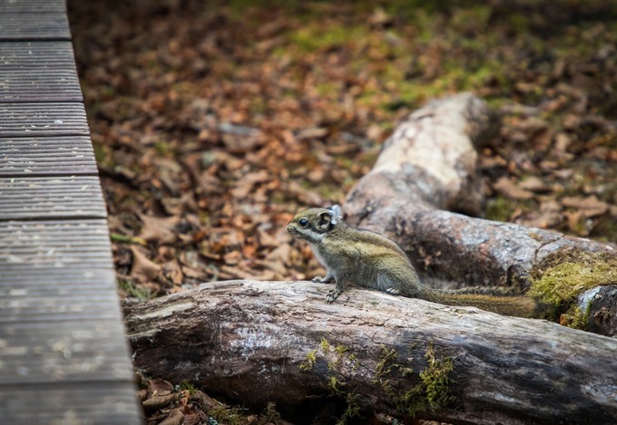消失的地平线上的“香巴拉”和“女儿国”（二）