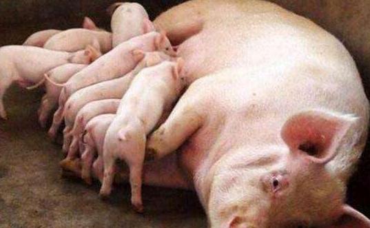 养殖场必备特效药,养殖必备小药