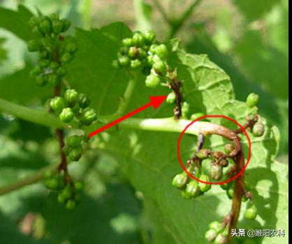 阳光玫瑰葡萄白腐病与霜霉病区别,葡萄溃疡病与白腐病有什么区别