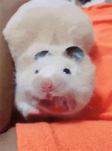 仓鼠种类短毛,仓鼠科普常见仓鼠种类