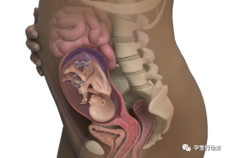 孕期周刊35周,孕期周刊第14周