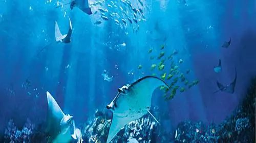 想100次也不如行动一次,每次去香港最大的感受