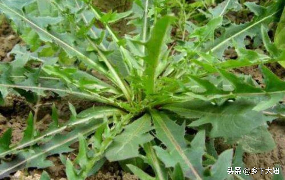 野生的苦麻菜可以喂兔子吃吗,农村常见苦麻菜