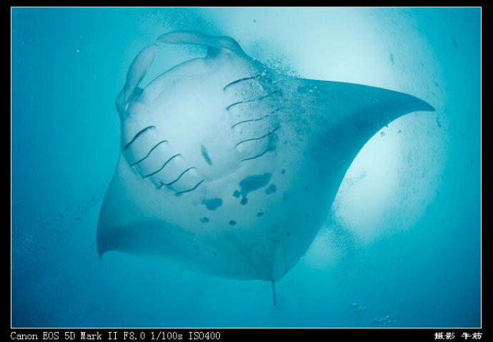 巨鲸轰炸机,鳐鱼战斗机