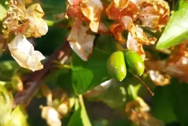 大樱桃花期冻害后如何补救,樱桃花期怎样防治病虫害