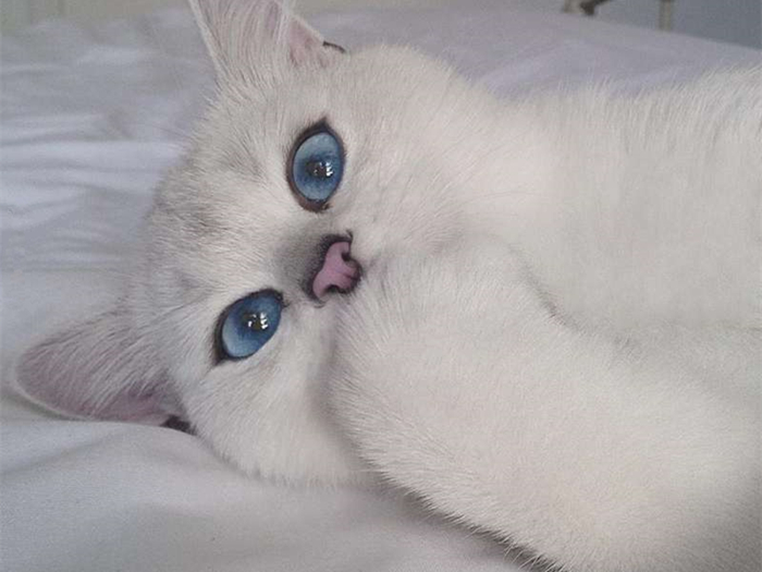 蓝眼白猫耳聋是什么原因,白猫蓝眼的猫咪都患病吗