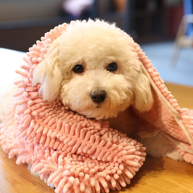 狗狗总放屁臭怎么解决,狗狗太臭了能几天洗澡一次