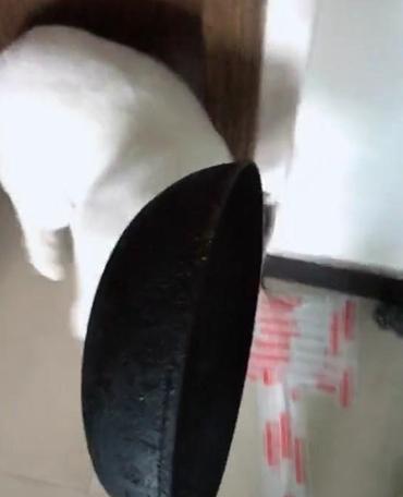 萨摩耶被主人套路完整版,萨摩耶把10斤的酒桶咬坏了