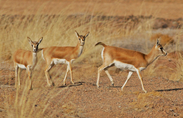 非洲牛科,物种繁多,来认识一下非洲大陆的各种羚羊吧