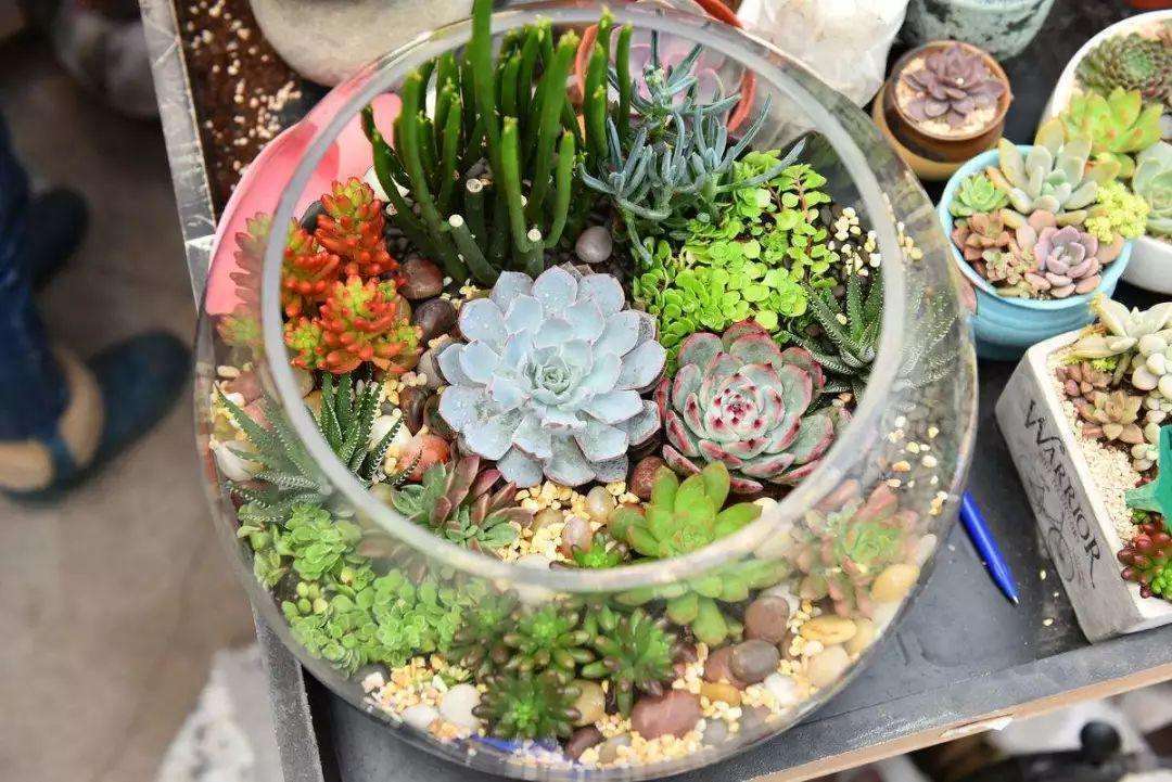 废旧盒子用来养多肉，叶片肥润颜值高，创意十足增添不少乐趣