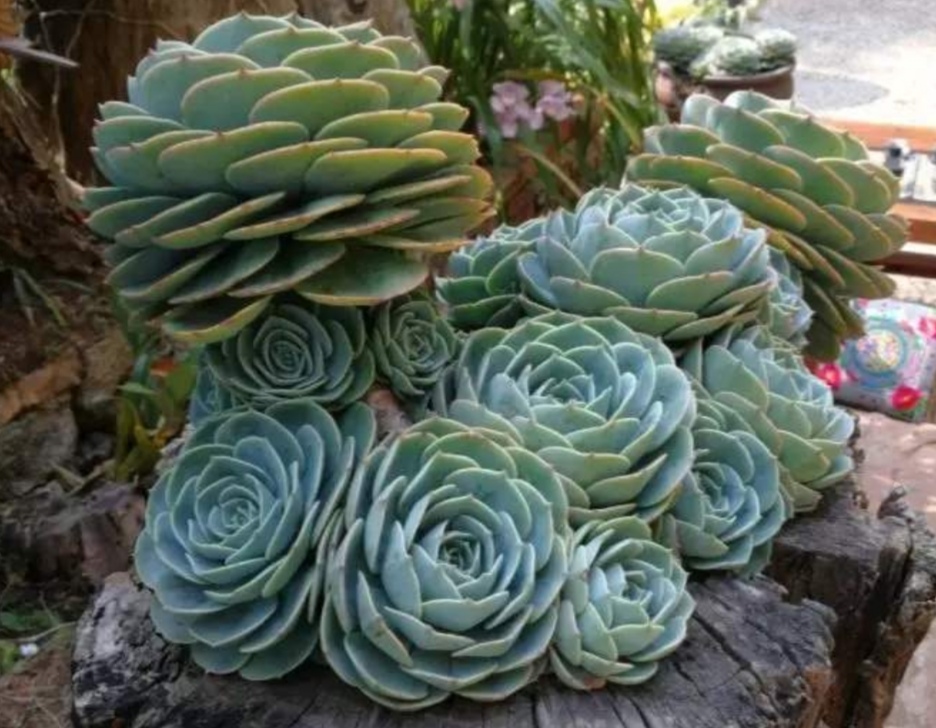 玉蝶多肉老桩养殖,多肉玉蝶多久能长出老桩