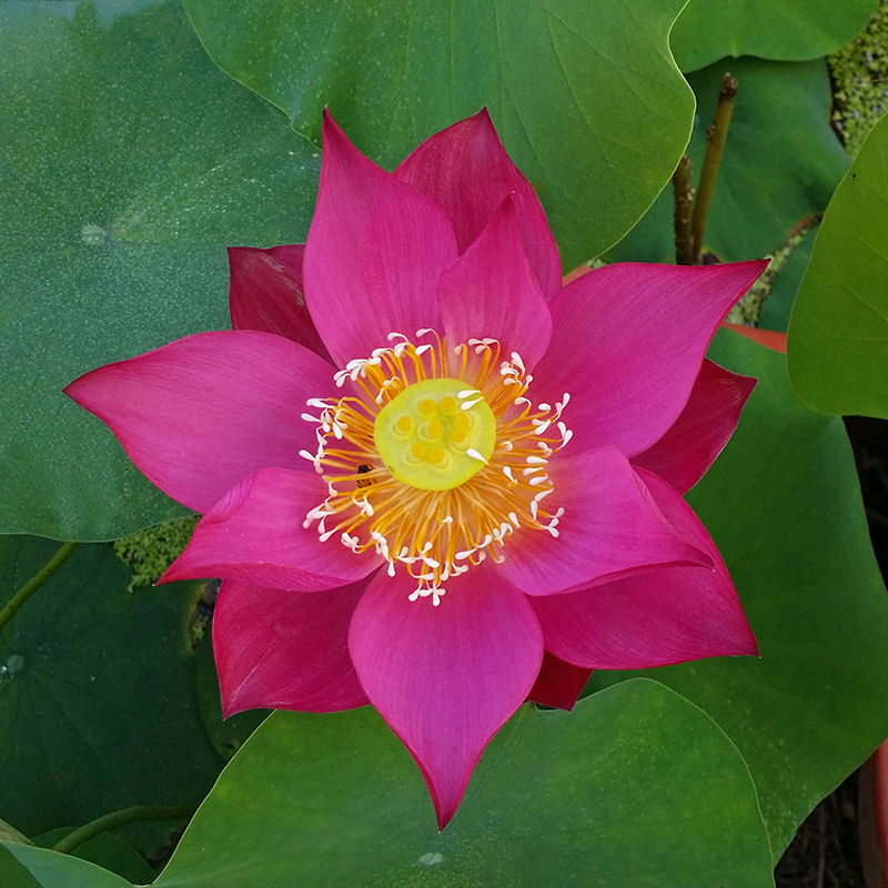 今天分享几十种荷花品种图鉴,荷花品种大全及名称图片