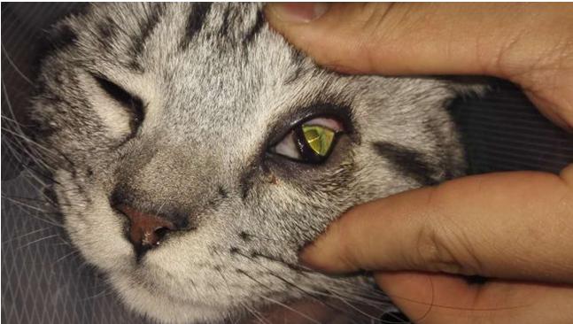 养猫须知常见的猫咪眼部疾病,猫咪可能患上的30种疾病