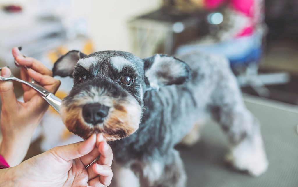 成年狗狗体温38.7算发烧吗,狗狗大腿内侧体温多少正常求回答