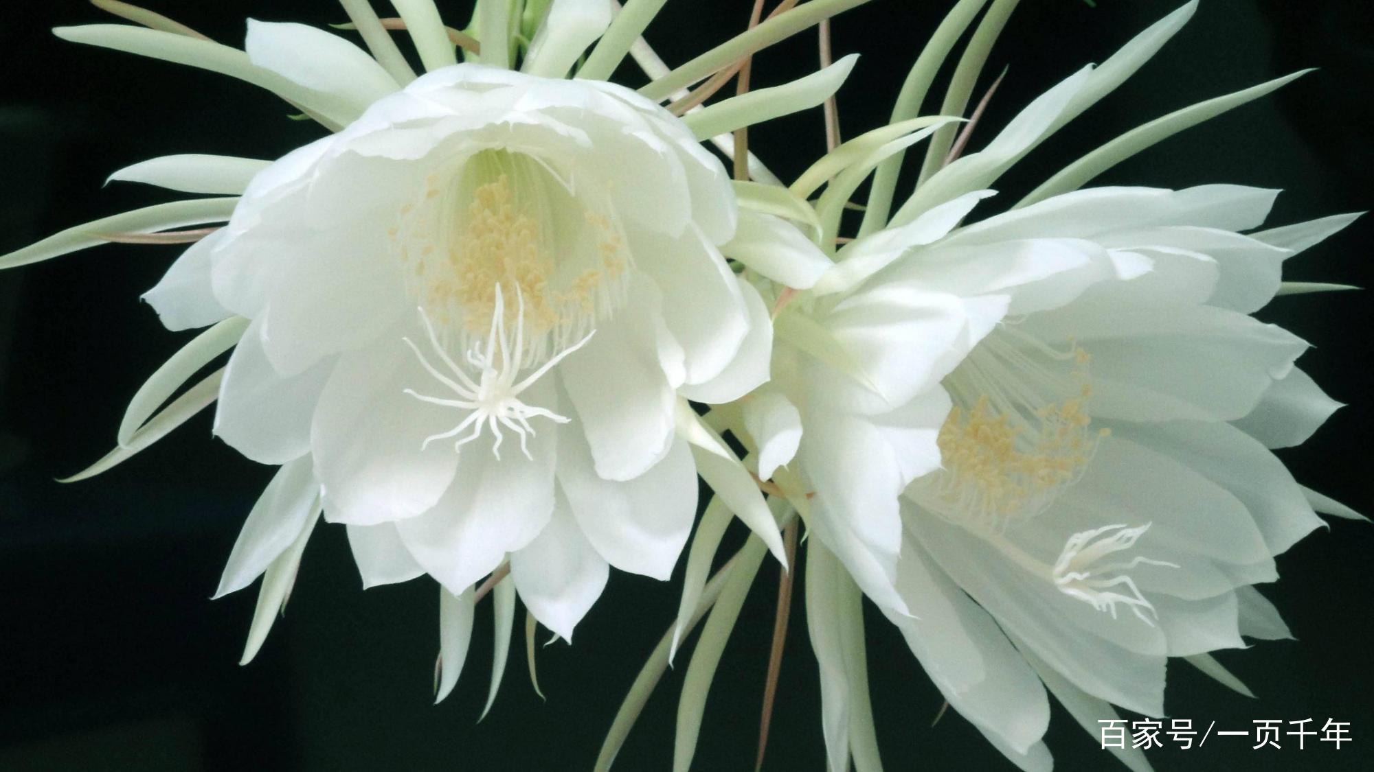 你知道世界上什么花最好养吗,你知道什么是世界上最好的花吗