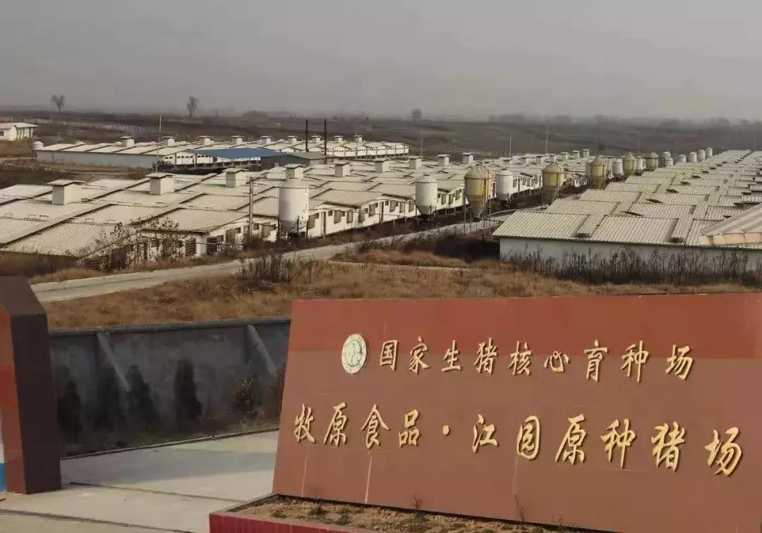 他为梦想下海养猪，艰苦打拼成「首富」