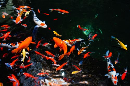 锦鲤的基本鉴赏方法,锦鲤鱼的鉴赏与品种