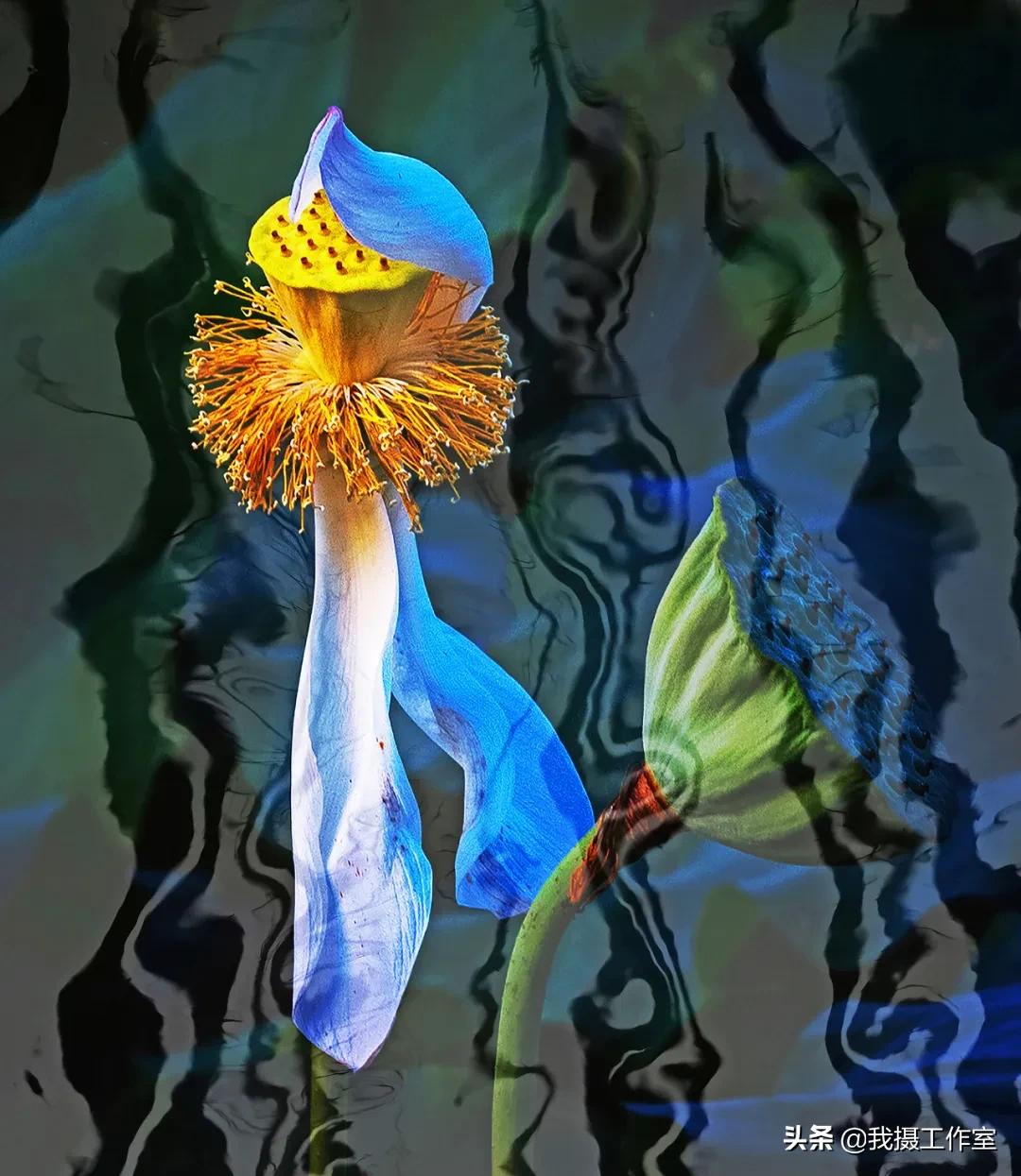 第16届国际摄影艺术展获奖作品,第29届全国摄影艺术展览作品集