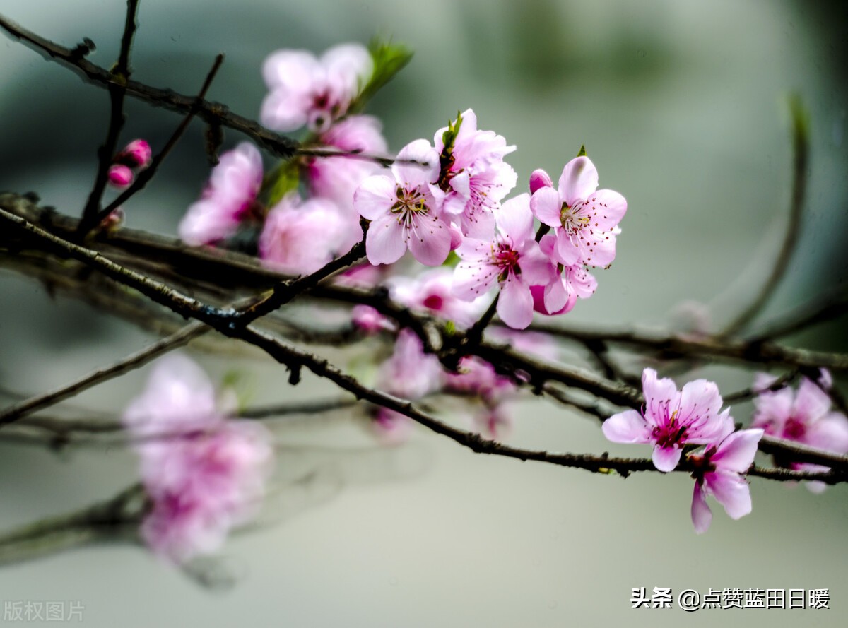 白居易的忆江南全诗注音版,白居易的忆江南朗读及译文