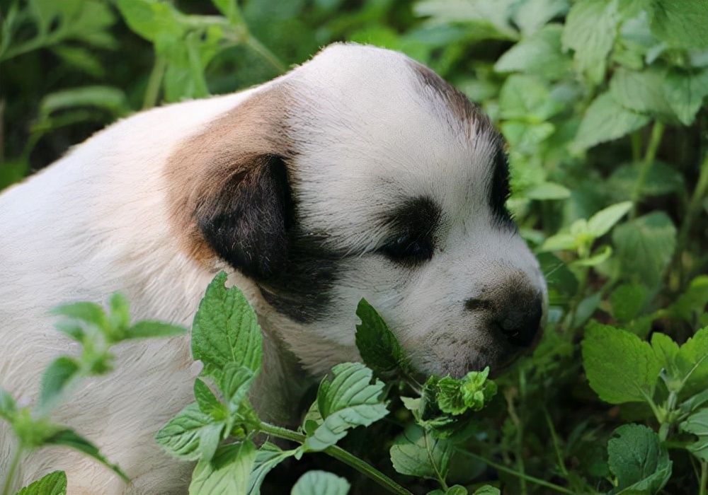 养宠笔记狗狗拉稀怎么回事,养殖场狗狗吐白沫治疗方法